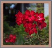 GuestHouseFlower-after